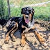 Käpten Balou sucht seine Crew