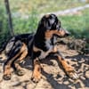 Käpten Balou sucht seine Crew