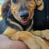Amelie sucht mit Eifer ihr zu Hause