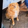 Simba sucht ein Zuhause