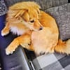 Simba sucht ein Zuhause