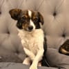 Louie - ein kleiner Herzensbrecher sucht sein Glück