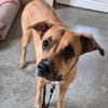 Khalissi sucht ein neues Zuhause!