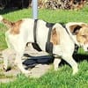 Theo sucht seine Herzensmenschen!