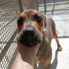 Shavo wartet im Tierheim Sulzbach