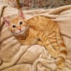 Peanut