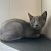 Berlioz