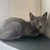 Berlioz