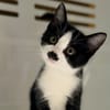 ARAMIS