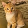 PÉPIN À ADOPTER AVEC UN CHAT DÉJÀ PRÉSENT CHEZ VOUS
