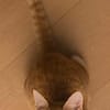PÉPIN À ADOPTER AVEC UN CHAT DÉJÀ PRÉSENT CHEZ VOUS