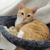 PÉPIN À ADOPTER AVEC UN CHAT DÉJÀ PRÉSENT CHEZ VOUS