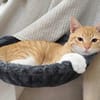 PÉPIN À ADOPTER AVEC UN CHAT DÉJÀ PRÉSENT CHEZ VOUS
