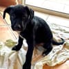 KALI