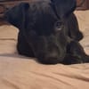 KALI