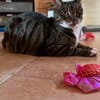 TIGROU