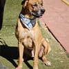 ZEN (Salvando Angeles)