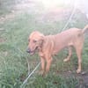 BUDDY