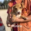 Mimmo