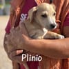 Plinio