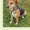 Joy sucht mit Wonne Ihre Familie