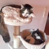 LUTZ + MR.JINGLES: gemeinsamer Neuanfang bei Maine Coon Fans