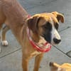 TIMMY  sucht sein Für-immer-Zuhause