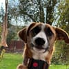 TIMMY  sucht sein Für-immer-Zuhause