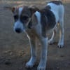 Rocky will an deiner Seite wachsen /PLZ  82284