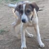 Rocky will an deiner Seite wachsen /PLZ  82284