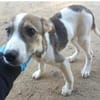 Rocky will an deiner Seite wachsen /PLZ  82284