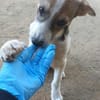 Rocky will an deiner Seite wachsen /PLZ  82284