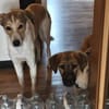 freundlicher, junger Rüde, Ori, sucht seine Familie