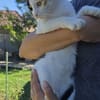 Liebe, hübsche Katze Profica