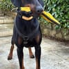TULIO, unser bildhübscher Doberbube liebt all seine Menschen