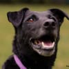 METTY, bezaubernde Hundedame sucht ihren Lieblingsmenschen