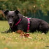 METTY, bezaubernde Hundedame sucht ihren Lieblingsmenschen