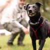 METTY, bezaubernde Hundedame sucht ihren Lieblingsmenschen