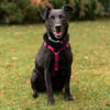 METTY, bezaubernde Hundedame sucht ihren Lieblingsmenschen