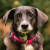 POLINA, Herzenshund und Sonnenschein