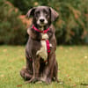 POLINA, Herzenshund und Sonnenschein