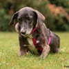 POLINA, Herzenshund und Sonnenschein