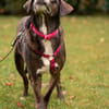 POLINA, Herzenshund und Sonnenschein