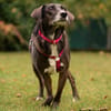 POLINA, Herzenshund und Sonnenschein