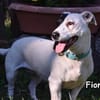 FIONA