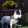 FIONA