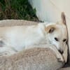 Misha sucht sein zuhause