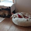 Misha sucht sein zuhause