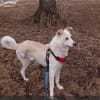 Misha sucht sein zuhause