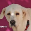 NANOOK